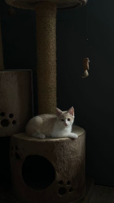Маленький котенок с лотком
