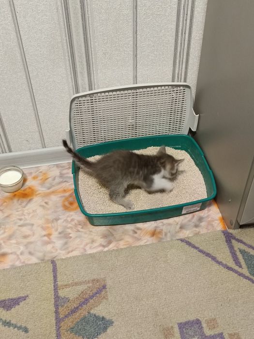 Котёнок мальчик 2026