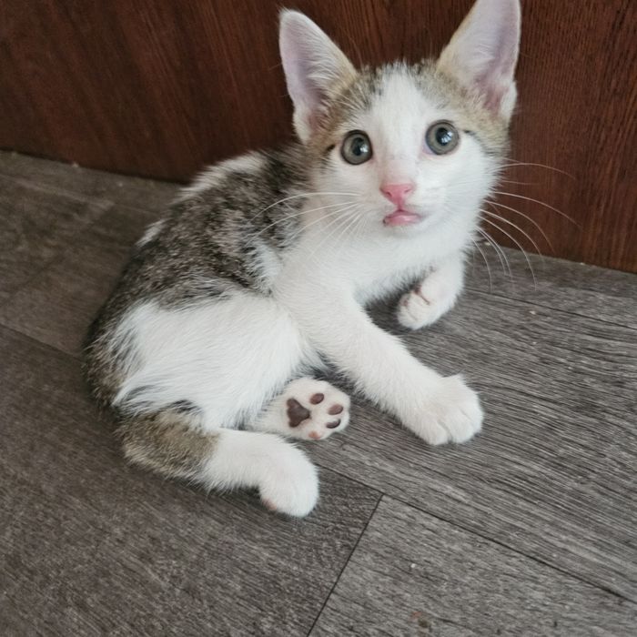 Мушуклар бекорга