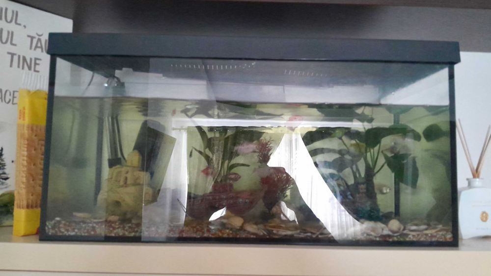 Acvariu cu pesti coloratii.