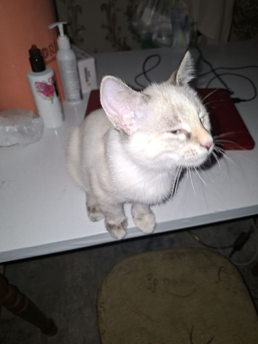 Котенок  сиамский пролается