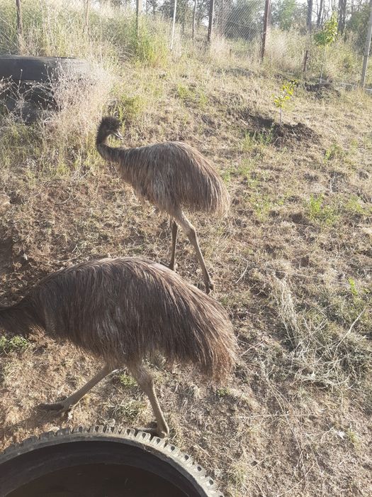 Pui strut emu australian