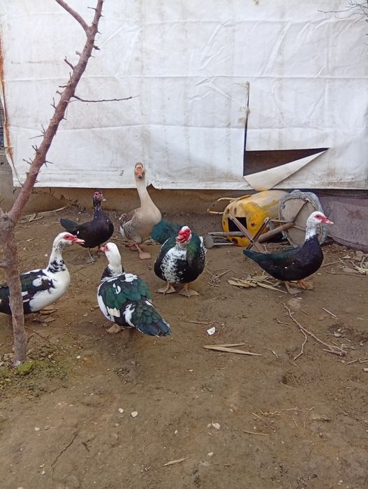 Indautka va g'oz sotiladi