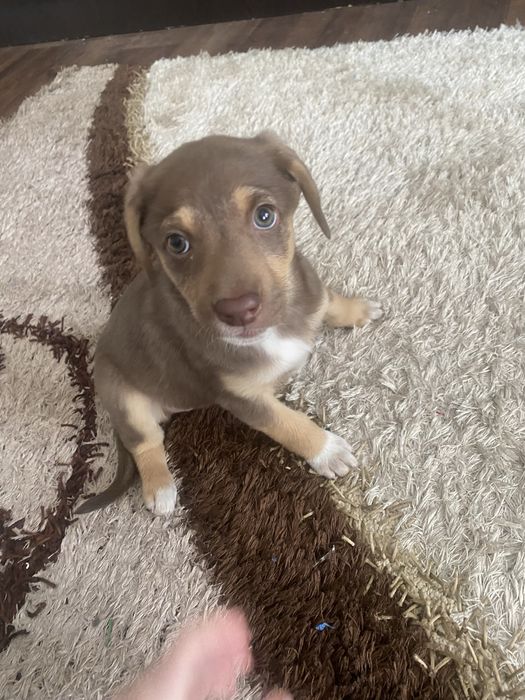 щенок девочка помесь