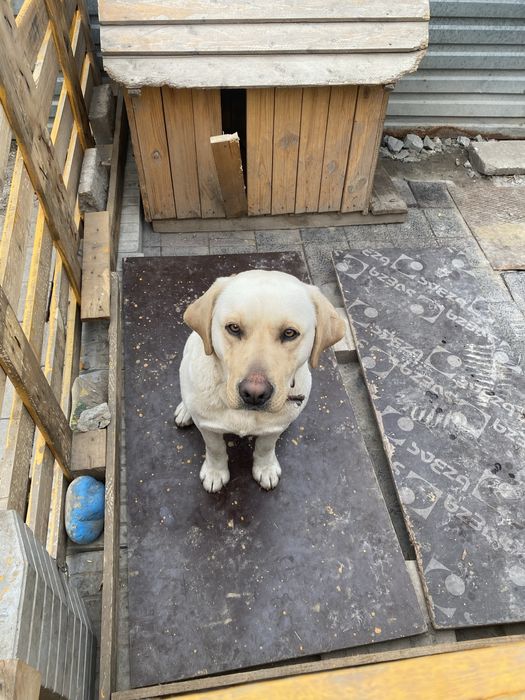 Срочно продам лабрадор цена 1деньь