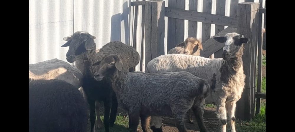 Продам баранов откормленных