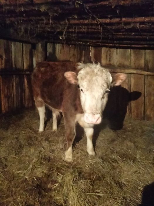 Продам бык годаваловый