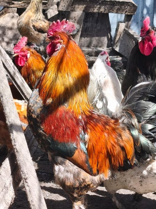 Продаются петухи