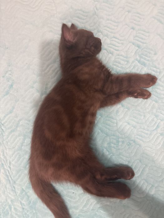 Котята Скоттиш-страйт