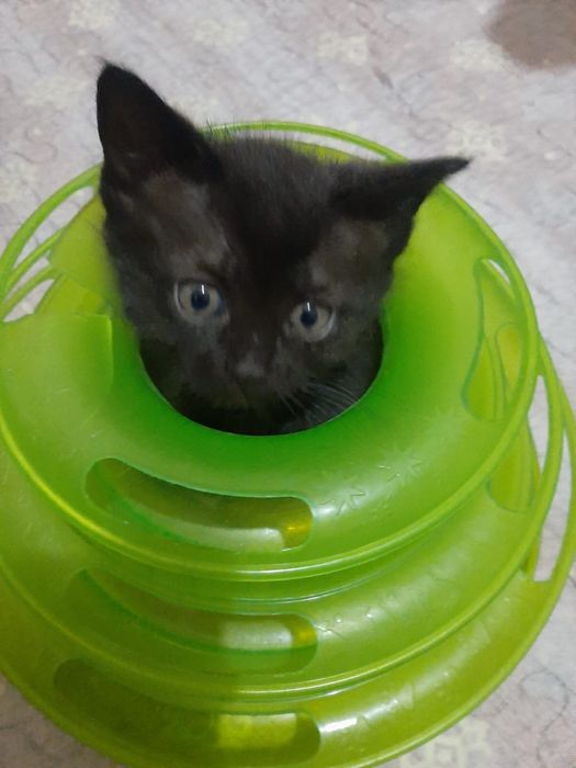 Котята шотландцы