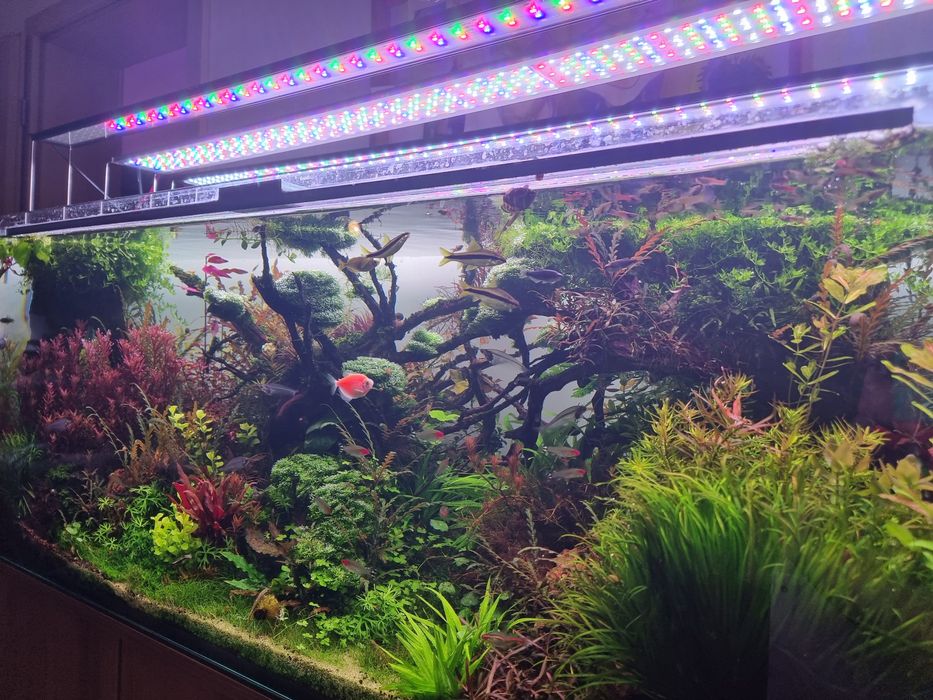 Plante naturale Acvariu pachete mari