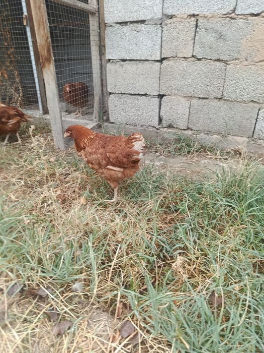 Курица ломан браун