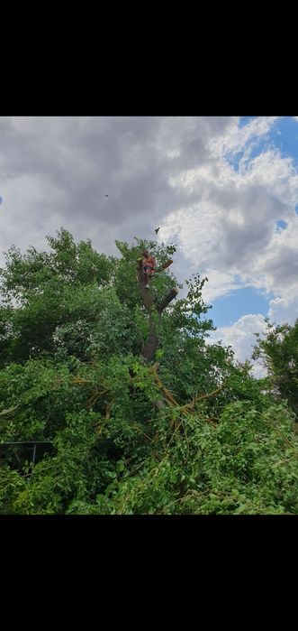 Рязане на храсти,растителности ,опасни  дървета ,парцели и дворове