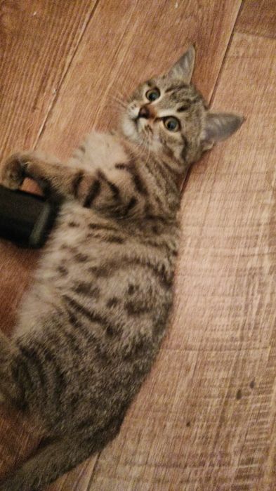 Отдам котенка в добрые руки