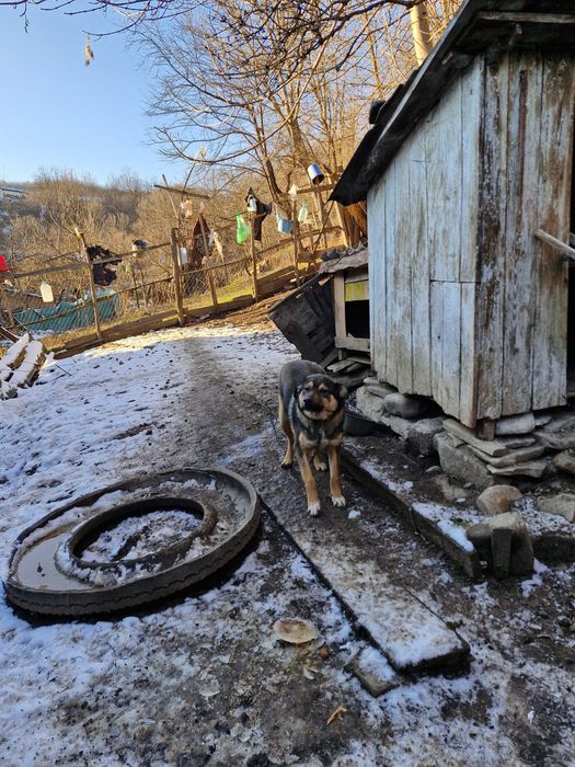 Catel 7 luni, dornic de iubire