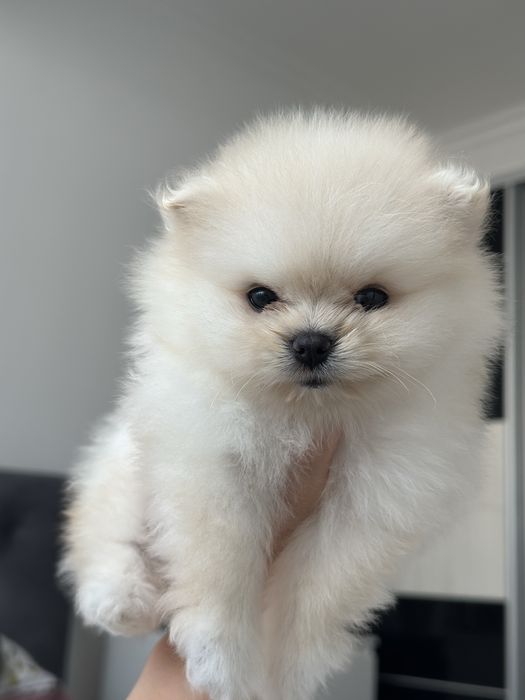 Pomeranian fetita