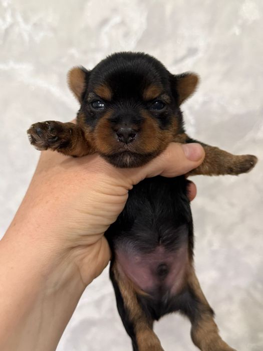 Йоркширский терьер щенки