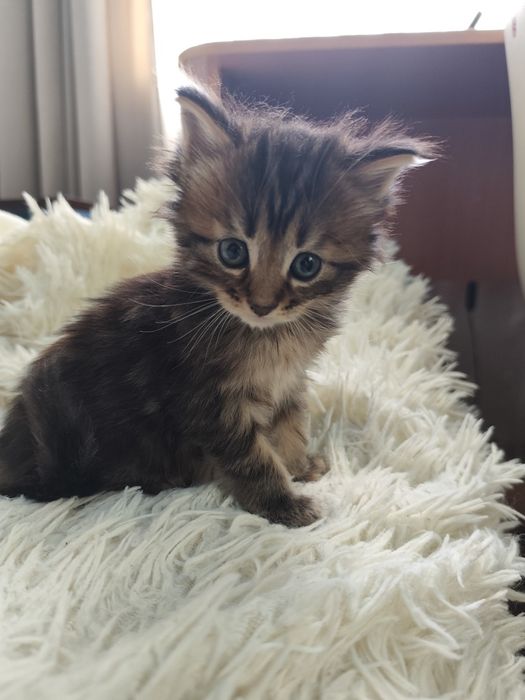 Котята породы Мейн кун