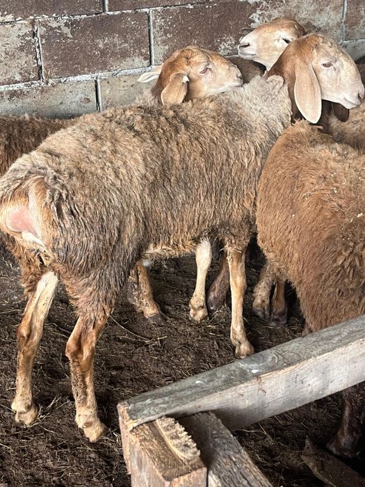Продам баранчиков на племя