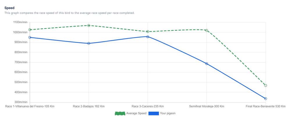Porumbei voiajori de vânzare (zburați în competiții și columbodroame)