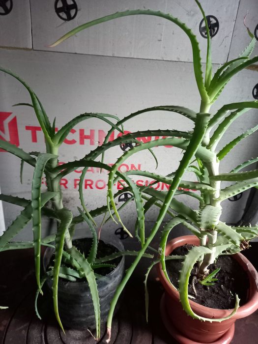 Продам цветок алоэ