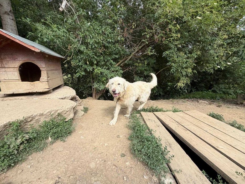 Ciobănesc mascul spre adopție