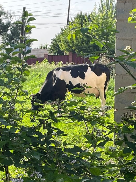Продам корову дойную