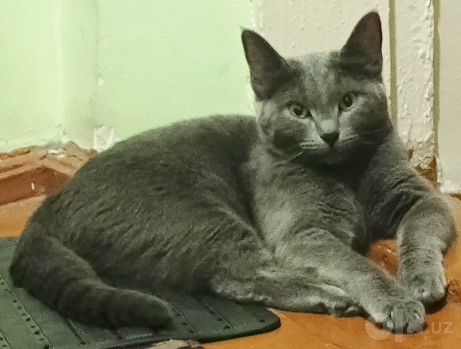 Кошка смешанная парода (мать британка)