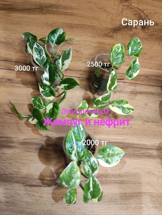 Калатея, Сциндапсус,Нолина,Калла