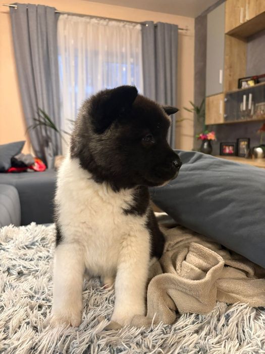 Akita American cu pedigree tip A