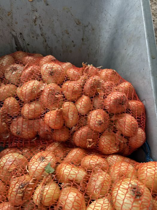 Ceapa Galbena Impecabila
