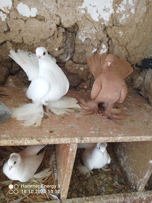 Гълъби Декорация