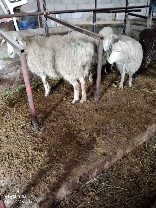 Қой сатамын меренос