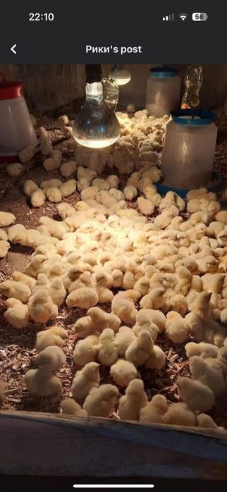 Поладки, пилета, породи за яйца