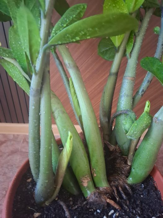 Цветы для офиса комнатные