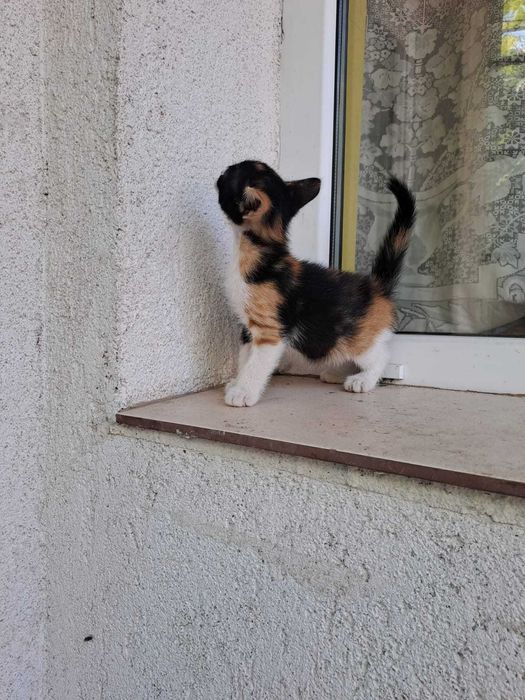 Adoptie pisicuta mica foarte draguta