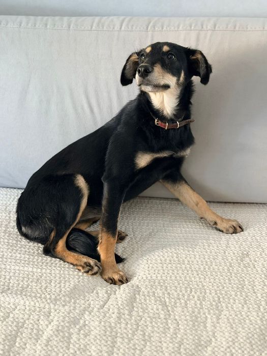 Отдам в добрые руки