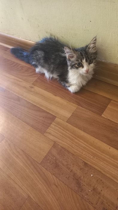 Милые котята девочки