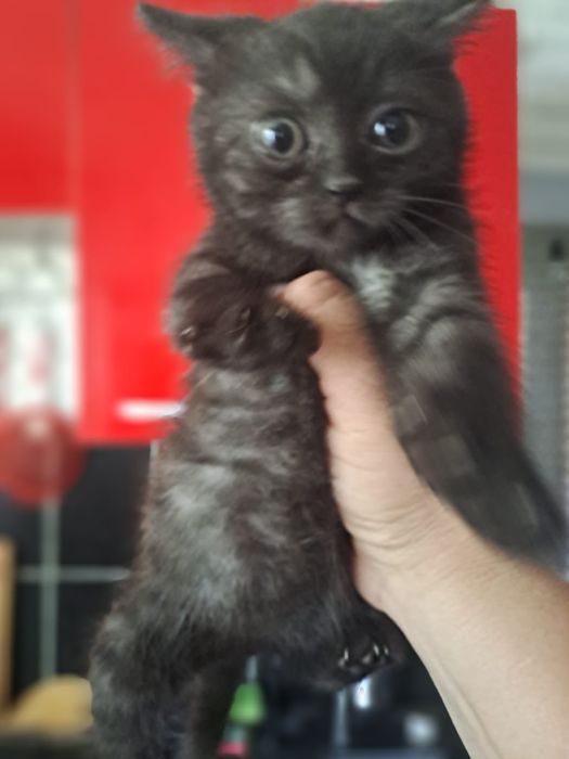 Симпатичные котята 2 месяца.