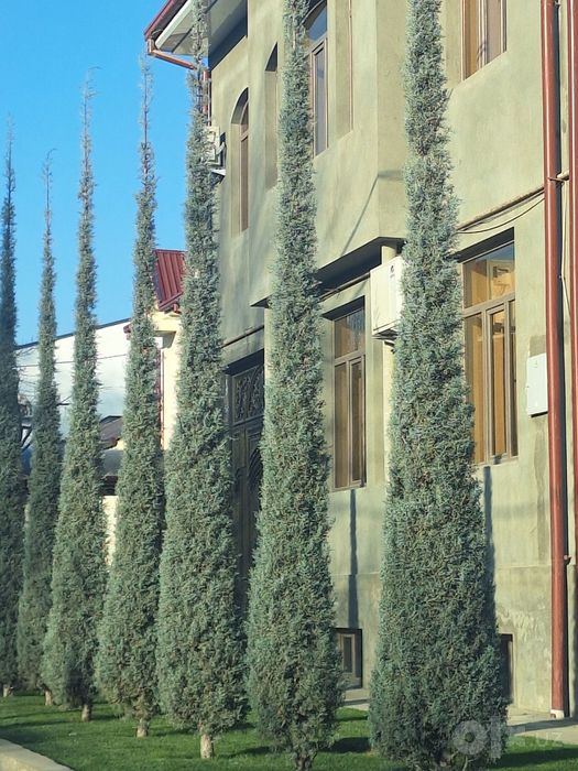 Arizonika Kiparis  Archa Arizonic Keparis Arizonskiy Italiya Aksiya