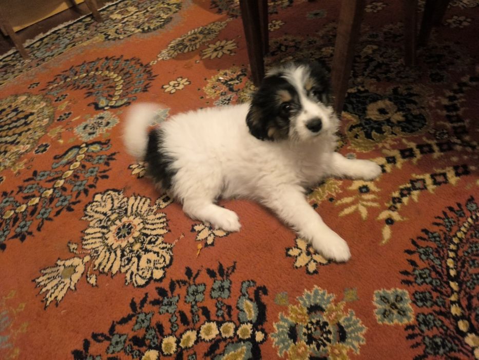 Donez  2 cățelușe