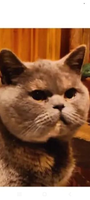 Породистая британка колорпоинт