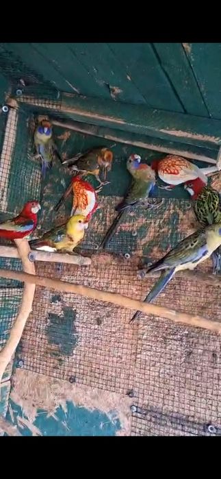 Papagali Rosella de vânzare