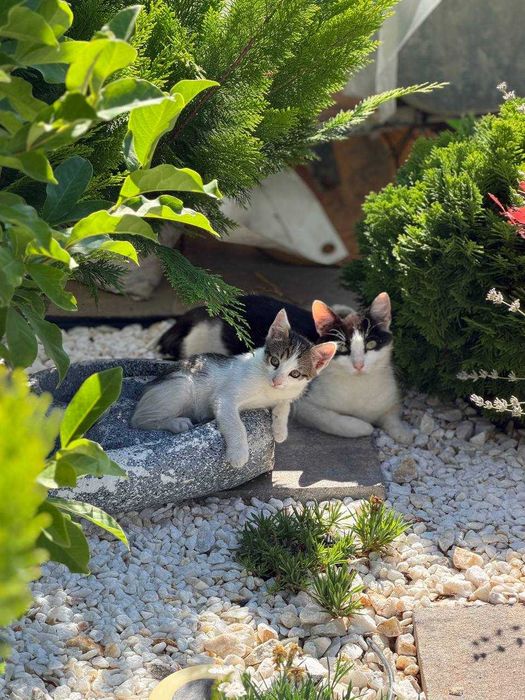 Donez pui de pisică – 2,5 luni