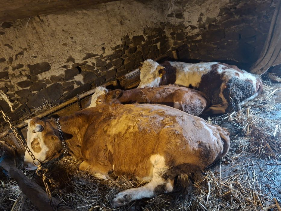 Vând o vaca de 5 ani o junica  de un an si 3 luni si un taur de 2 ani