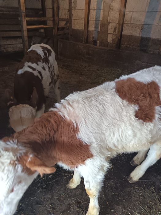 Vițele bălțată romanescă