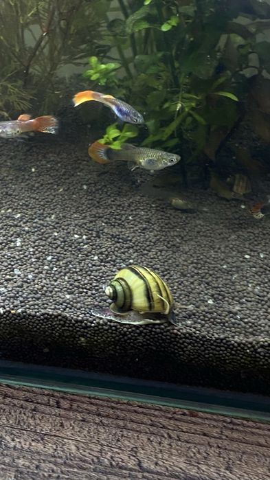 аквариумные рыбки и улитки