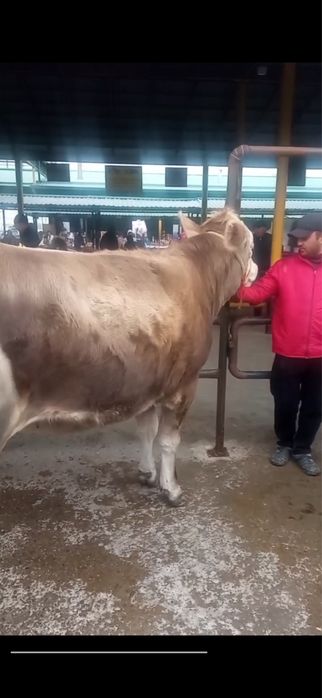 Сминтал 2 йош тоза зот