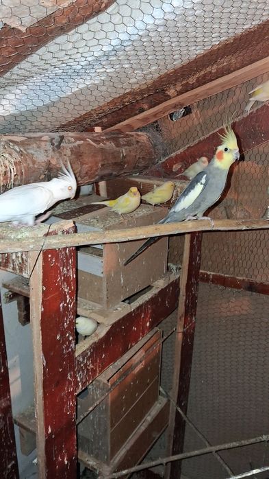 Продавам канарчета