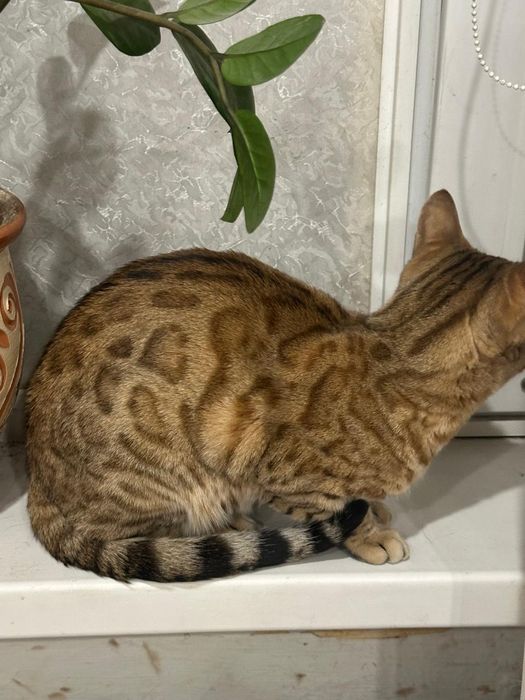 Продам бенгала кошку